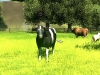 22_agricultural_simulator_2013_screenshot_05
