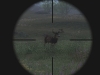 loggers-point-blacktail-scope